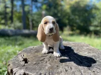 Wrangler-RESERVED, a male Basset Hound for sale in Jamesport, NY – 1 of 6