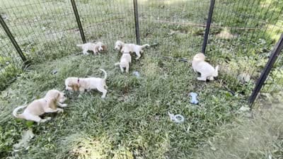 Wrangler-RESERVED, a male Basset Hound for sale in Jamesport, NY – 6 of 6