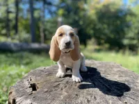 Wrangler-RESERVED, a male Basset Hound for sale in Jamesport, NY – 4 of 6