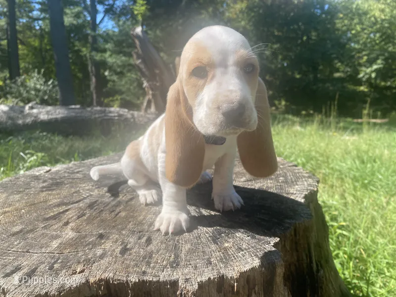 Josie – Basset Hound puppy for sale in Jamesport, NY