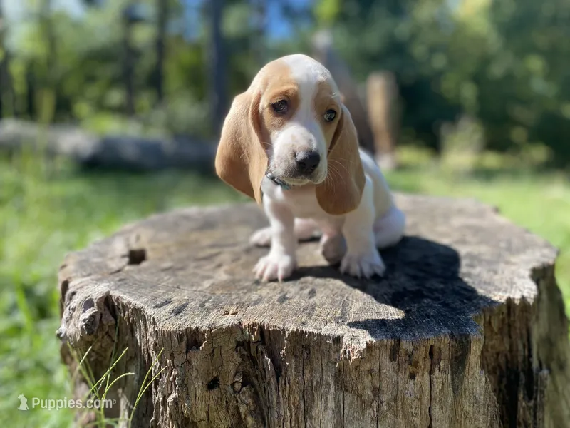 Scout – Basset Hound puppy for sale in Jamesport, NY