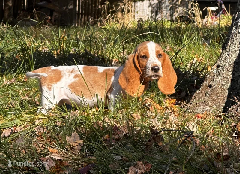Dolly – Basset Hound puppy for sale in Jamesport, NY