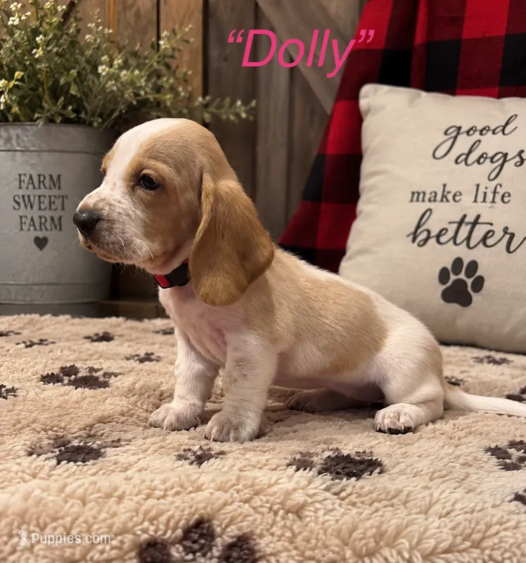 Dolly – Basset Hound puppy for sale in Jamesport, NY