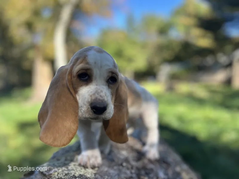 Dolly – Basset Hound puppy for sale in Jamesport, NY