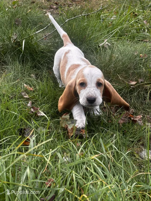 Dixie – Basset Hound puppy for sale in Jamesport, NY