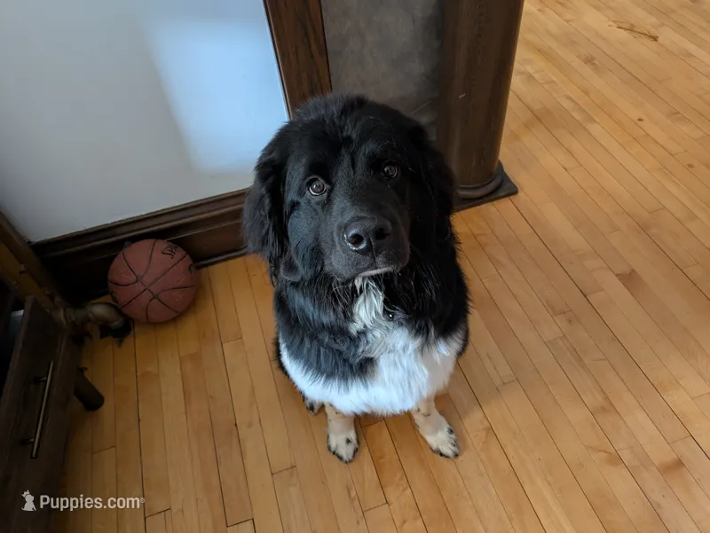 Nevaeh – Newfoundland puppy for sale in Osseo, MN