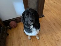 Nevaeh, a female Newfoundland for sale in Osseo, MN – 1 of 3