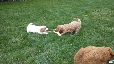preston, a male Shihpoo for sale in Lebanon, PA – 2 of 2