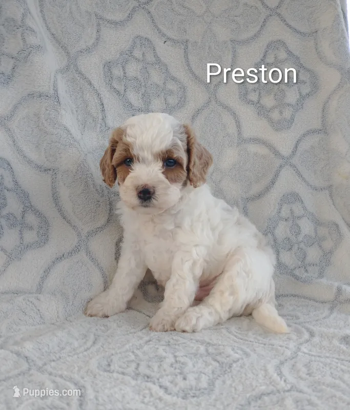 preston – Shihpoo puppy for sale in Lebanon, PA