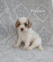 preston, a male Shihpoo for sale in Lebanon, PA – 1 of 2