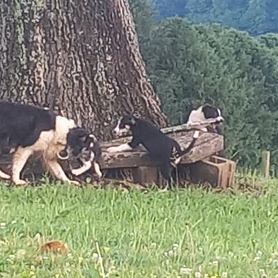 Cloe, a female Border Collie for sale in Corydon, IN – 4 of 4