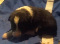 Spot, a male Border Collie for sale in Corydon, IN – Photo 1 of 2