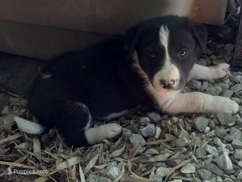 Spotify – Border Collie puppy for sale in Corydon, IN