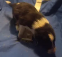 Spot, a male Border Collie for sale in Corydon, IN – Photo 2 of 2