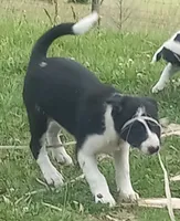 Spotify, a male Border Collie for sale in Corydon, IN – 2 of 3