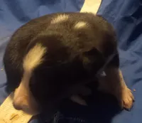 Cloe, a female Border Collie for sale in Corydon, IN – Photo 2 of 2