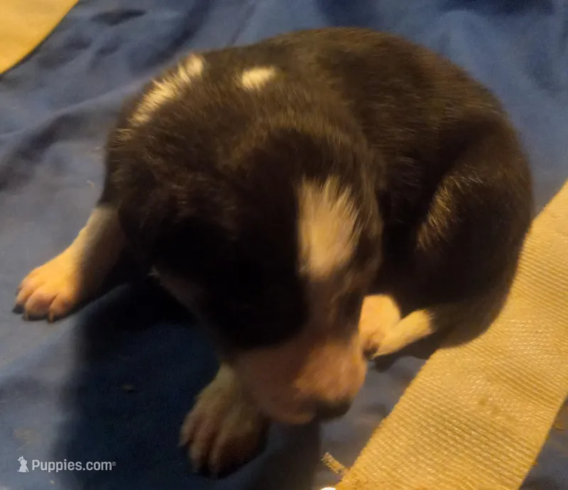 Cloe, a female Border Collie for sale in Corydon, IN – Photo 1 of 2