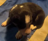 Cloe, a female Border Collie for sale in Corydon, IN – Photo 1 of 2