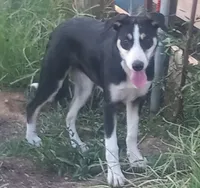 Zoe, a female Border Collie for sale in Corydon, IN – 4 of 6