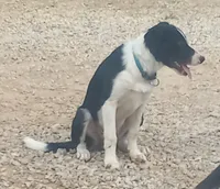Spotify, a male Border Collie for sale in Corydon, IN – 2 of 4
