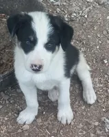 Max, a male Border Collie for sale in Corydon, IN – 1 of 4