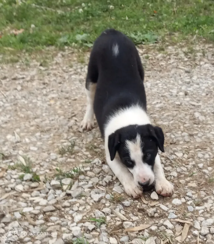 Lucy – Border Collie puppy for sale in Corydon, IN