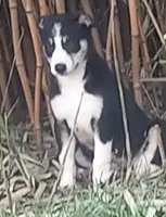 Zoe, a female Border Collie for sale in Corydon, IN – 2 of 4