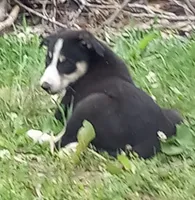 Zoe, a female Border Collie for sale in Corydon, IN – 2 of 2