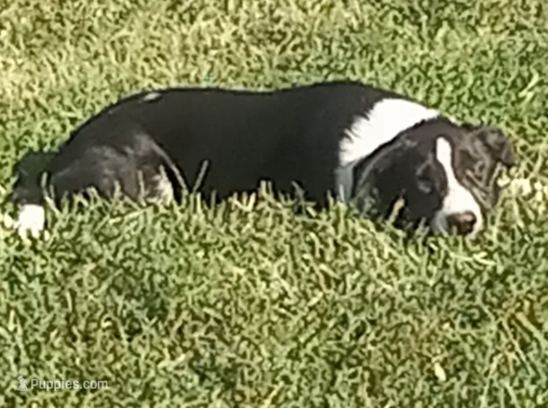 Spotify – Border Collie puppy for sale in Corydon, IN