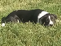 Spotify, a male Border Collie for sale in Corydon, IN – 1 of 5