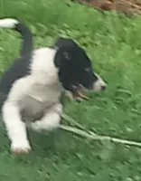 Spotify, a male Border Collie for sale in Corydon, IN – 3 of 3