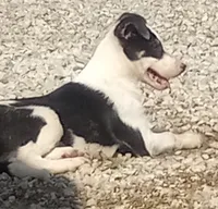 Max, a male Border Collie for sale in Corydon, IN – 1 of 4