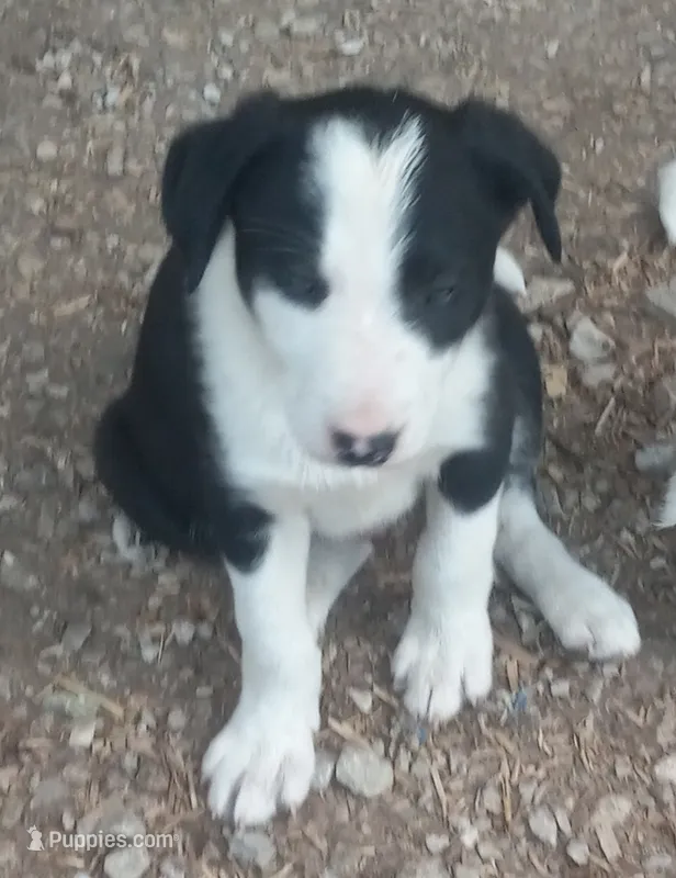Rowdy – Border Collie puppy for sale in Corydon, IN