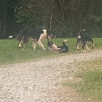 Spotify, a male Border Collie for sale in Corydon, IN – 4 of 4