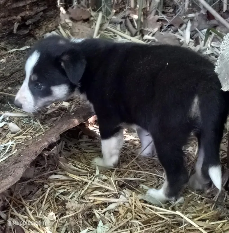 Zoe – Border Collie puppy for sale in Corydon, IN