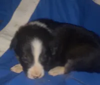 Triboy, a male Border Collie for sale in Corydon, IN – Photo 2 of 2