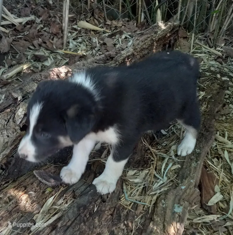 Skyboy – Border Collie puppy for sale in Corydon, IN
