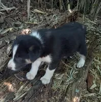 Skyboy, a male Border Collie for sale in Corydon, IN – 1 of 3
