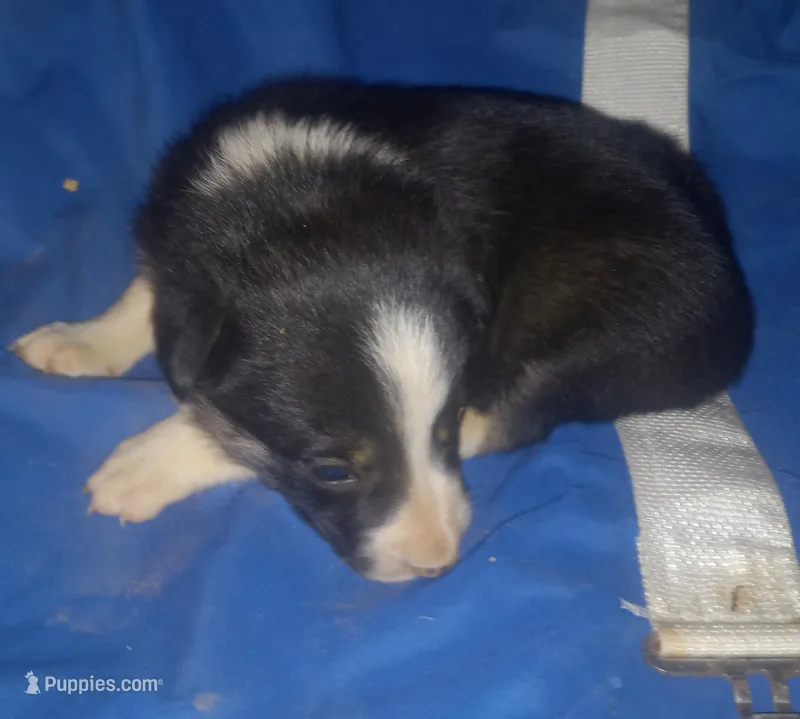 Triboy – Border Collie puppy for sale in Corydon, IN