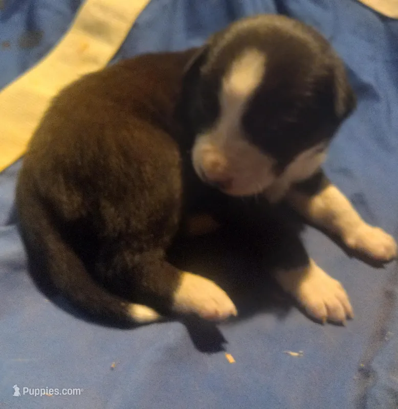 Skyboy – Border Collie puppy for sale in Corydon, IN