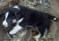 Skyboy, a male Border Collie for sale in Corydon, IN – 3 of 3