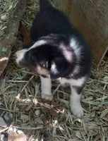 Skyboy, a male Border Collie for sale in Corydon, IN – 2 of 3