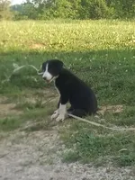 Cloe, a female Border Collie for sale in Corydon, IN – 3 of 4