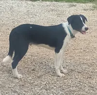 Spotify, a male Border Collie for sale in Corydon, IN – 3 of 4