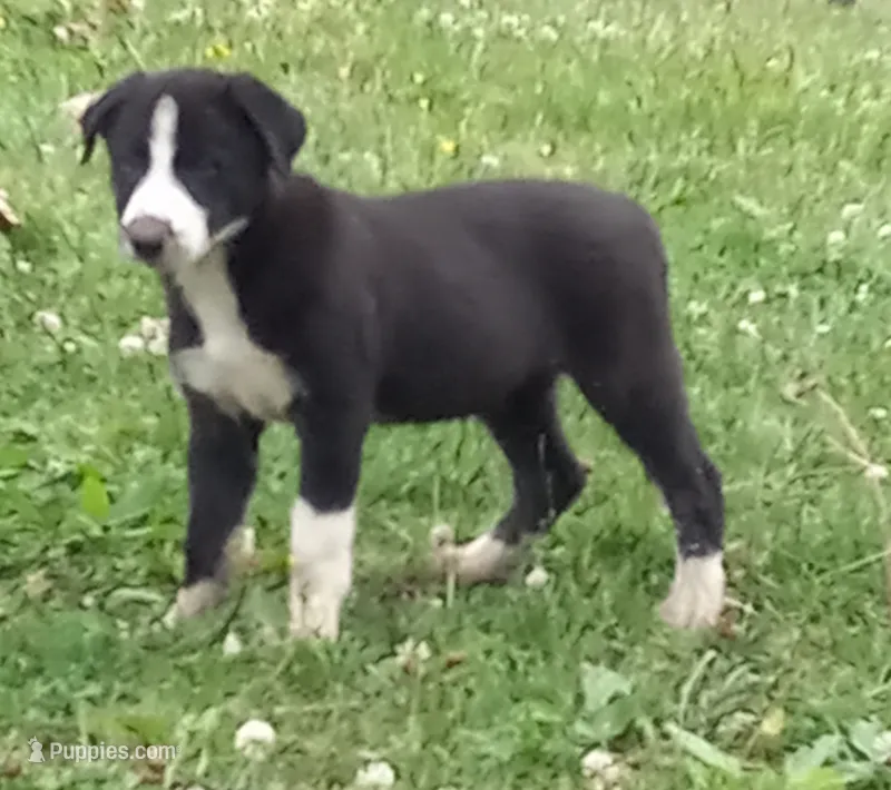 Cloe – Border Collie puppy for sale in Corydon, IN