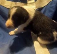 Sam, a male Border Collie for sale in Corydon, IN – Photo 2 of 2