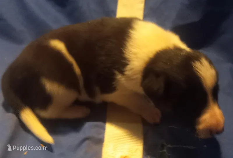 Sam – Border Collie puppy for sale in Corydon, IN