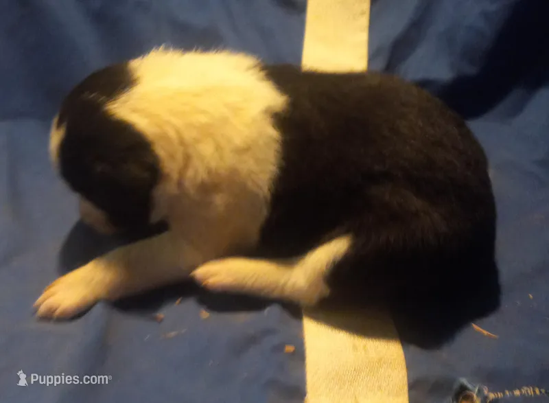 Molly – Border Collie puppy for sale in Corydon, IN