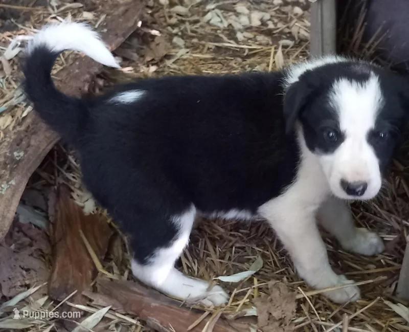 Lucy – Border Collie puppy for sale in Corydon, IN