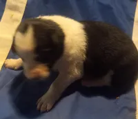 Molly, a female Border Collie for sale in Corydon, IN – Photo 2 of 2